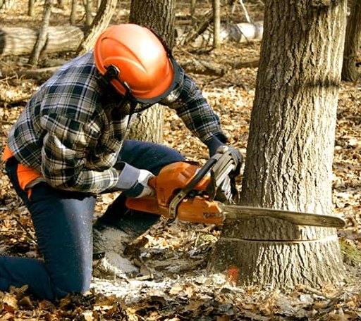 Tree Removal in Sharpes, FL